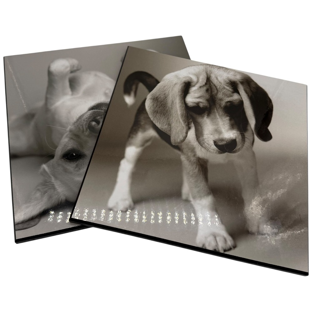 Cute Beagle Puppy Dog Art Print Black and White Wall Decor 12x12